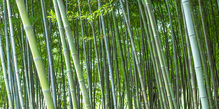 Kineska industrija bambusa kreće na novo putovanje